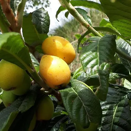 Fiori *
