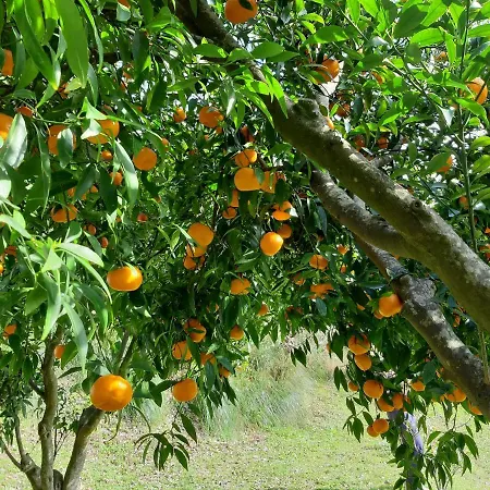 Fiori